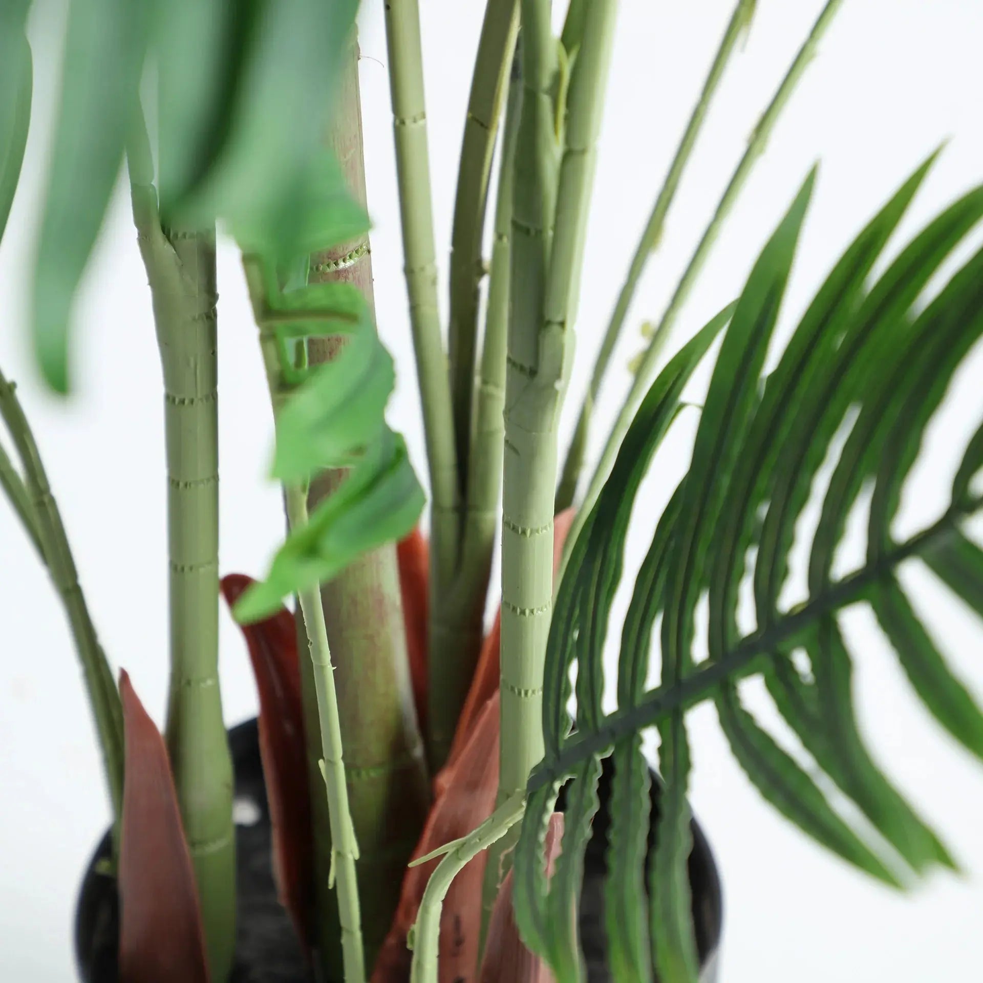 Plante Areca KODU