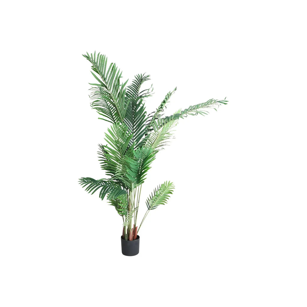 Plante Areca KODU