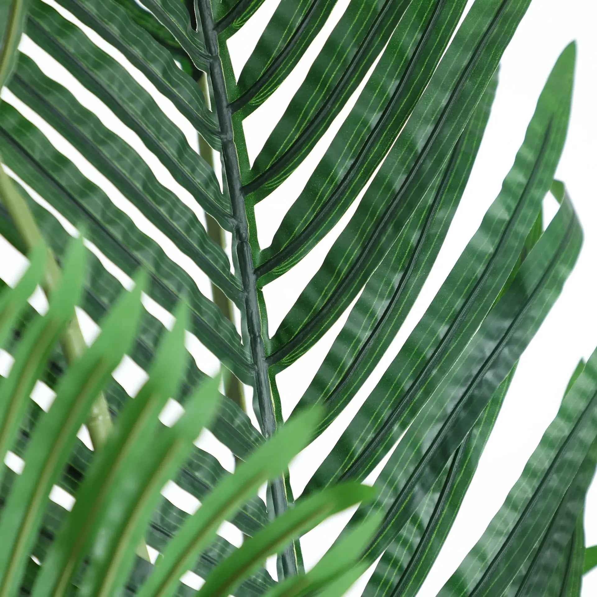 Plante Areca KODU