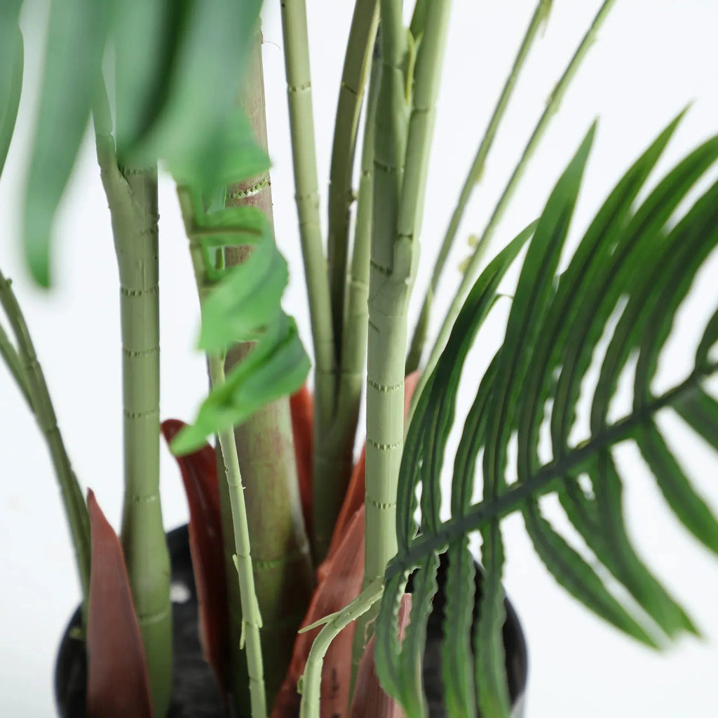 Plante Areca KODU