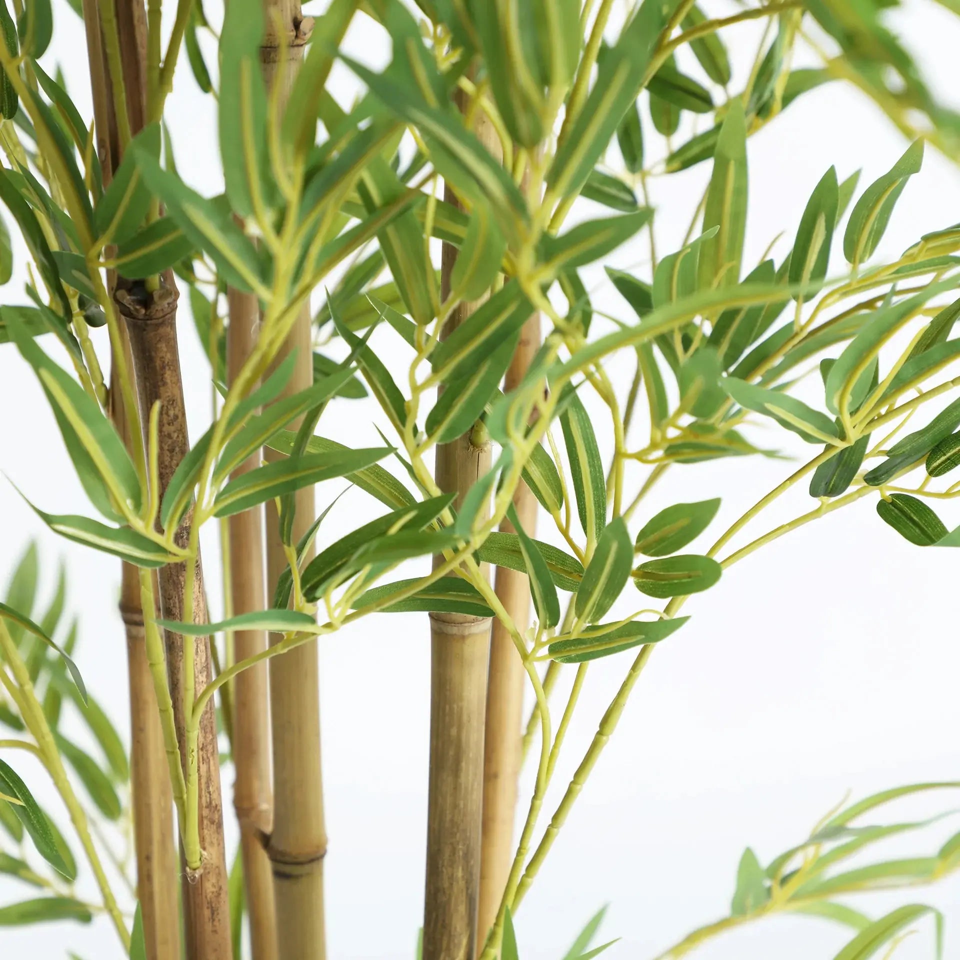 Plante Bambú KODU