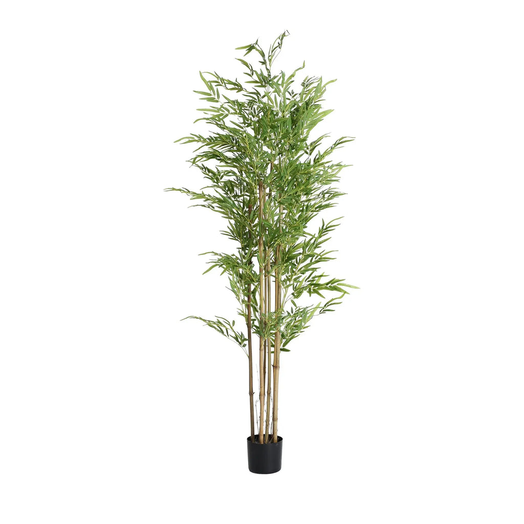 Plante Bambú KODU