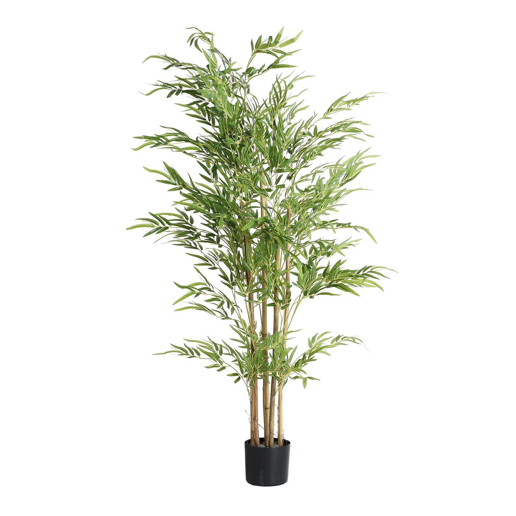 Plante Bambú KODU