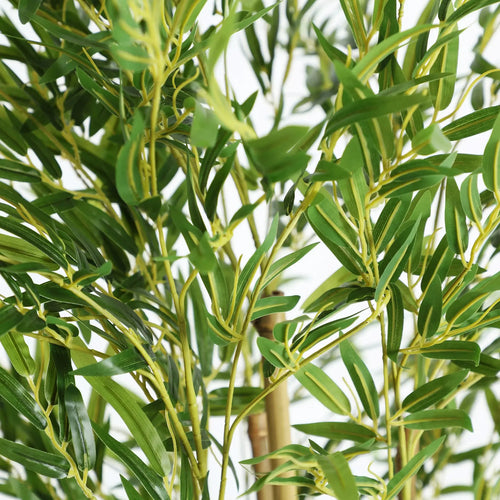 Plante Bambú KODU