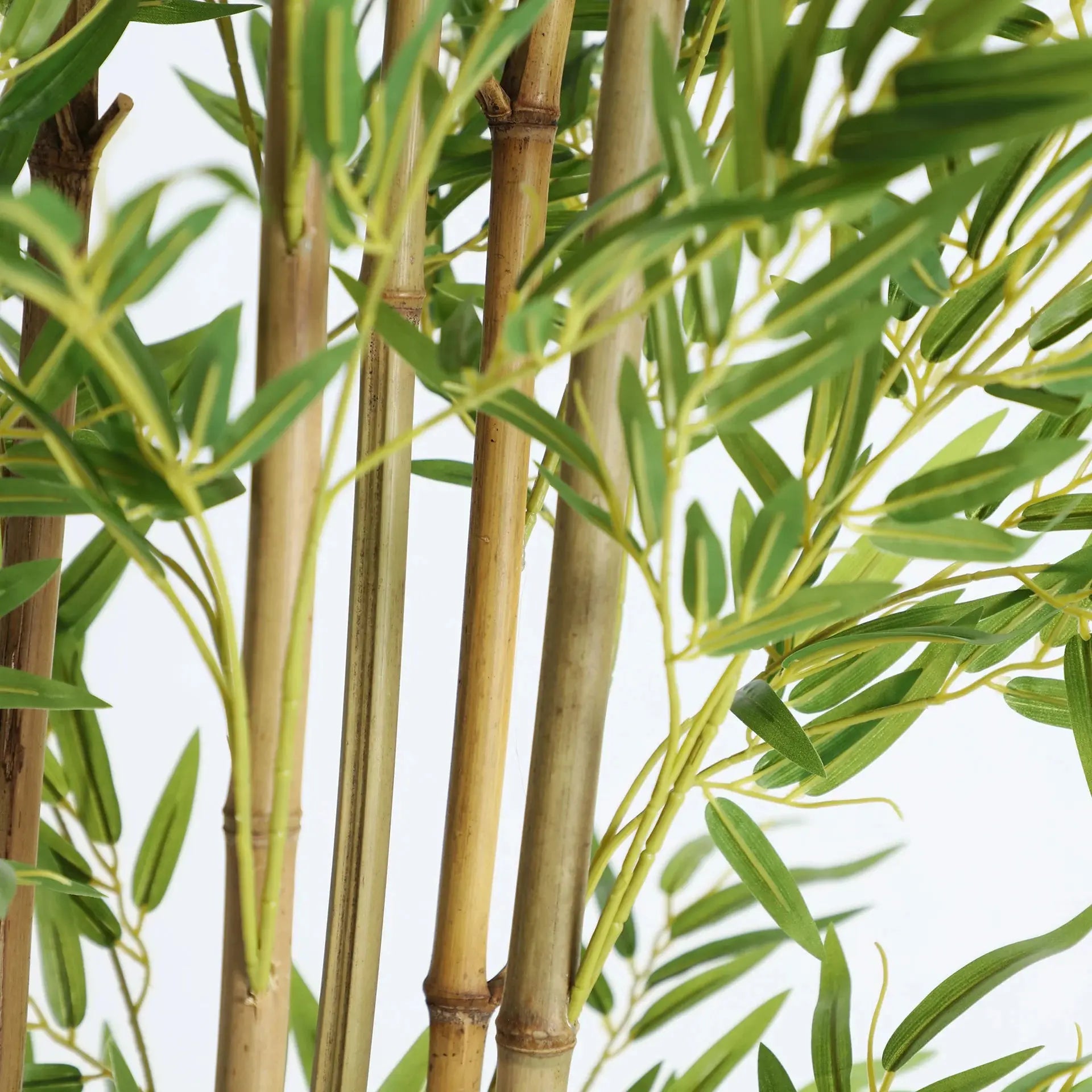 Plante Bambú KODU