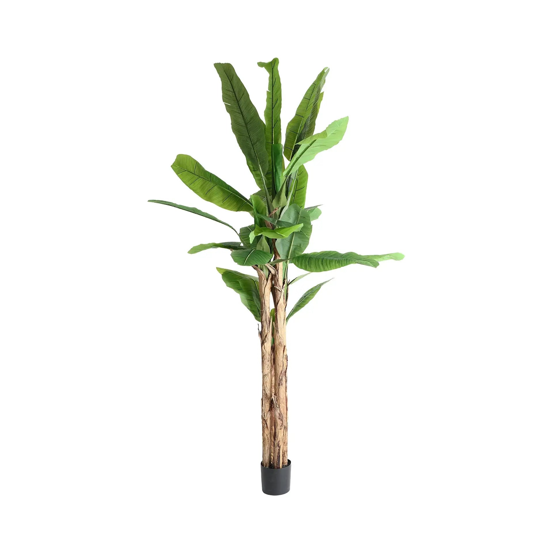 Plante Bananera KODU