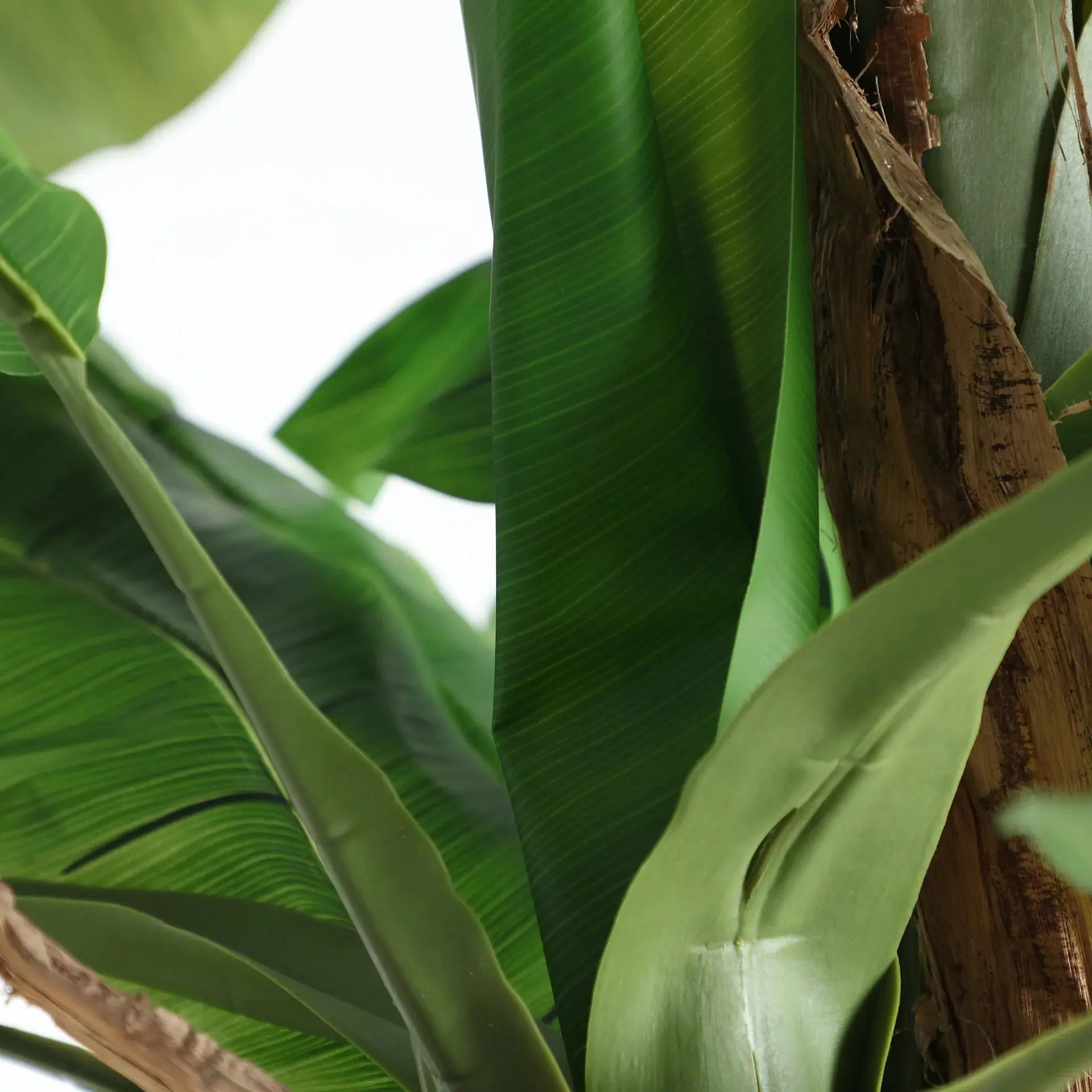 Plante Bananera KODU