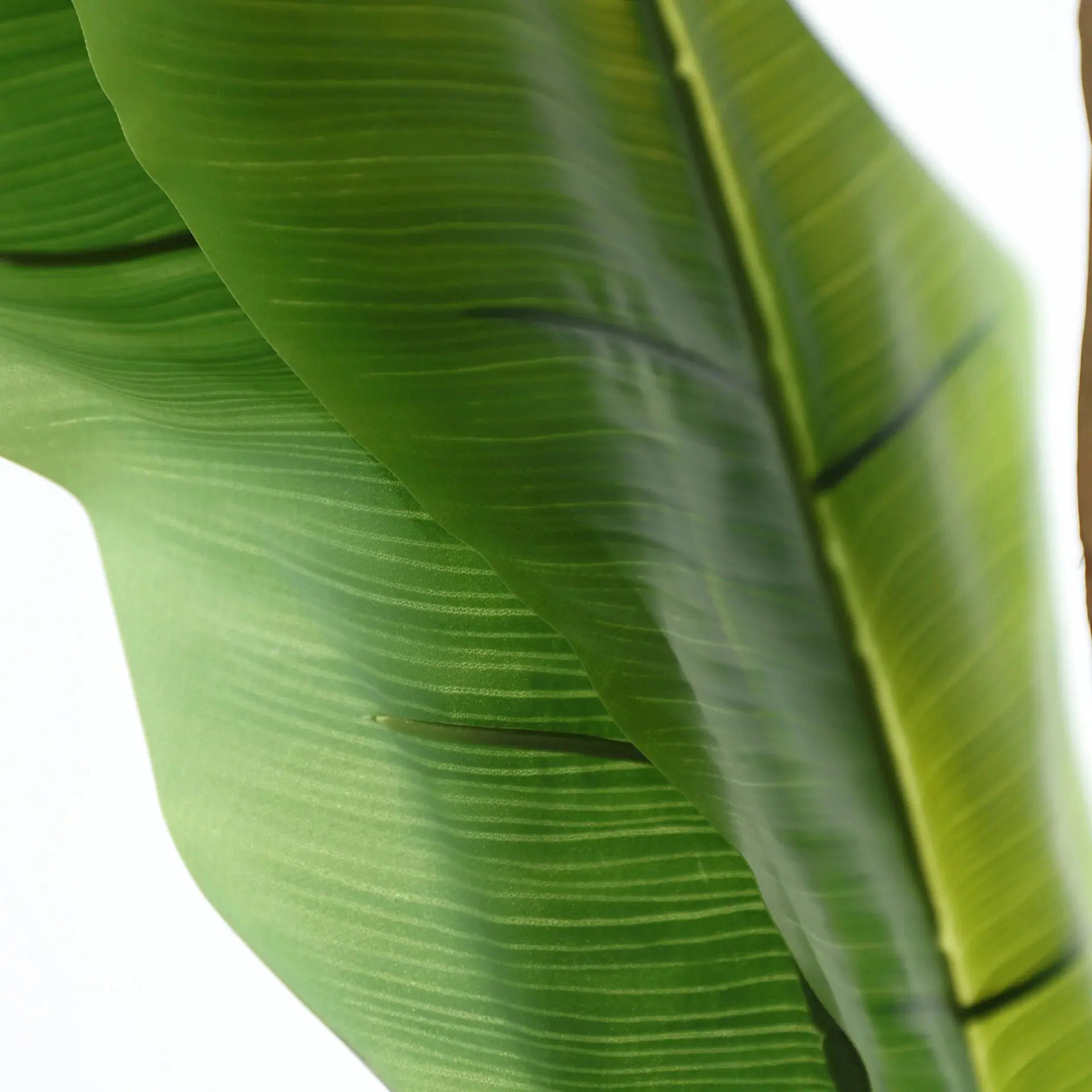 Plante Bananera KODU