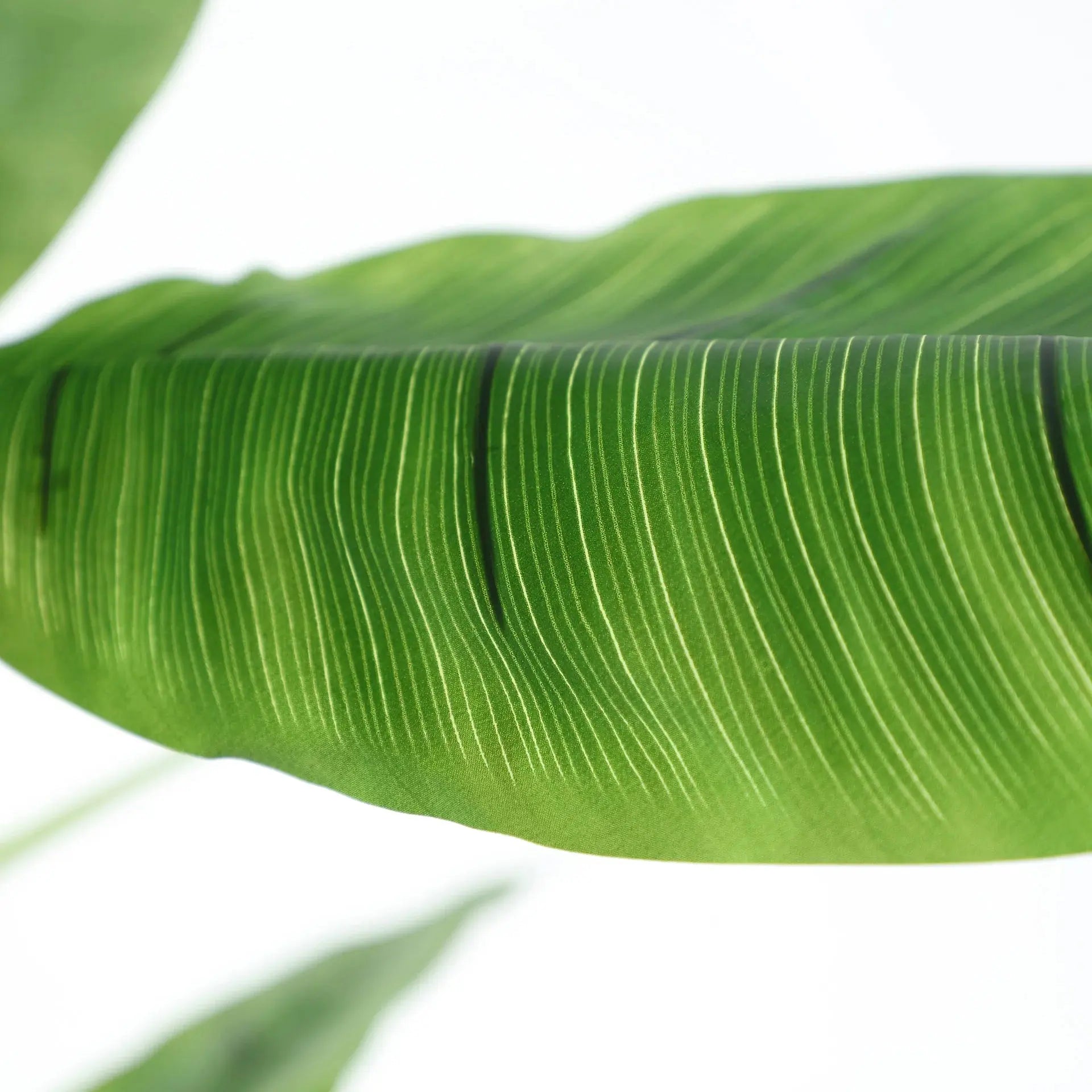 Plante Bananera KODU