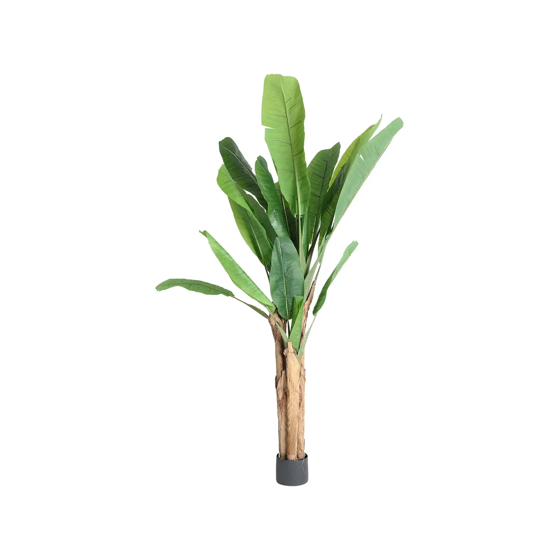 Plante Bananera KODU