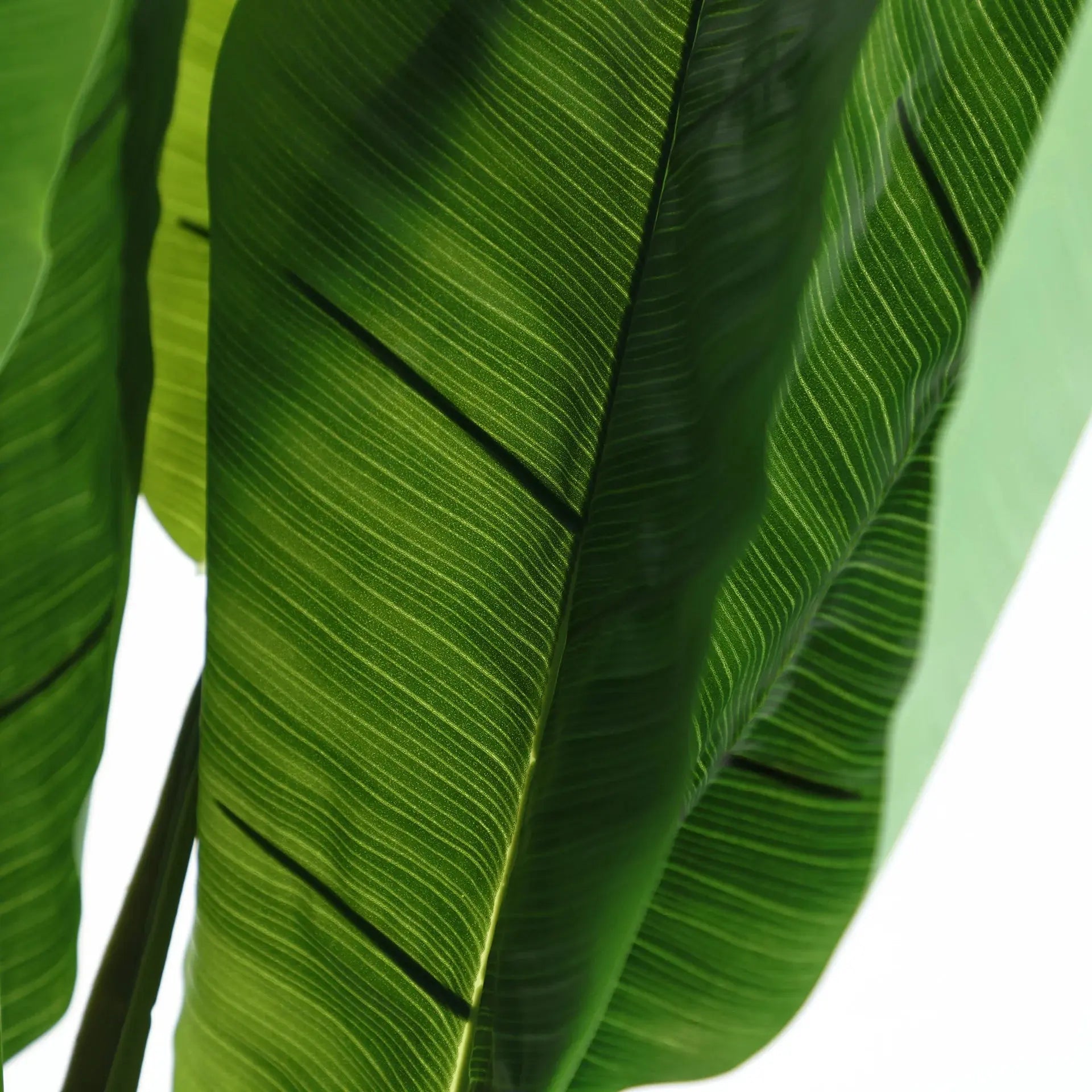 Plante Bananera KODU