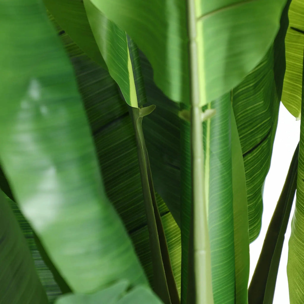 Plante Bananera KODU
