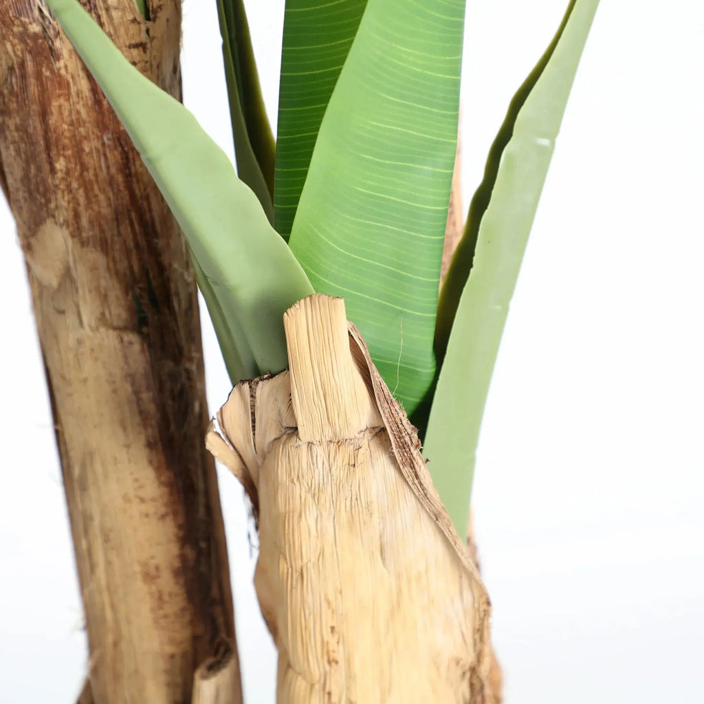 Plante Bananera KODU