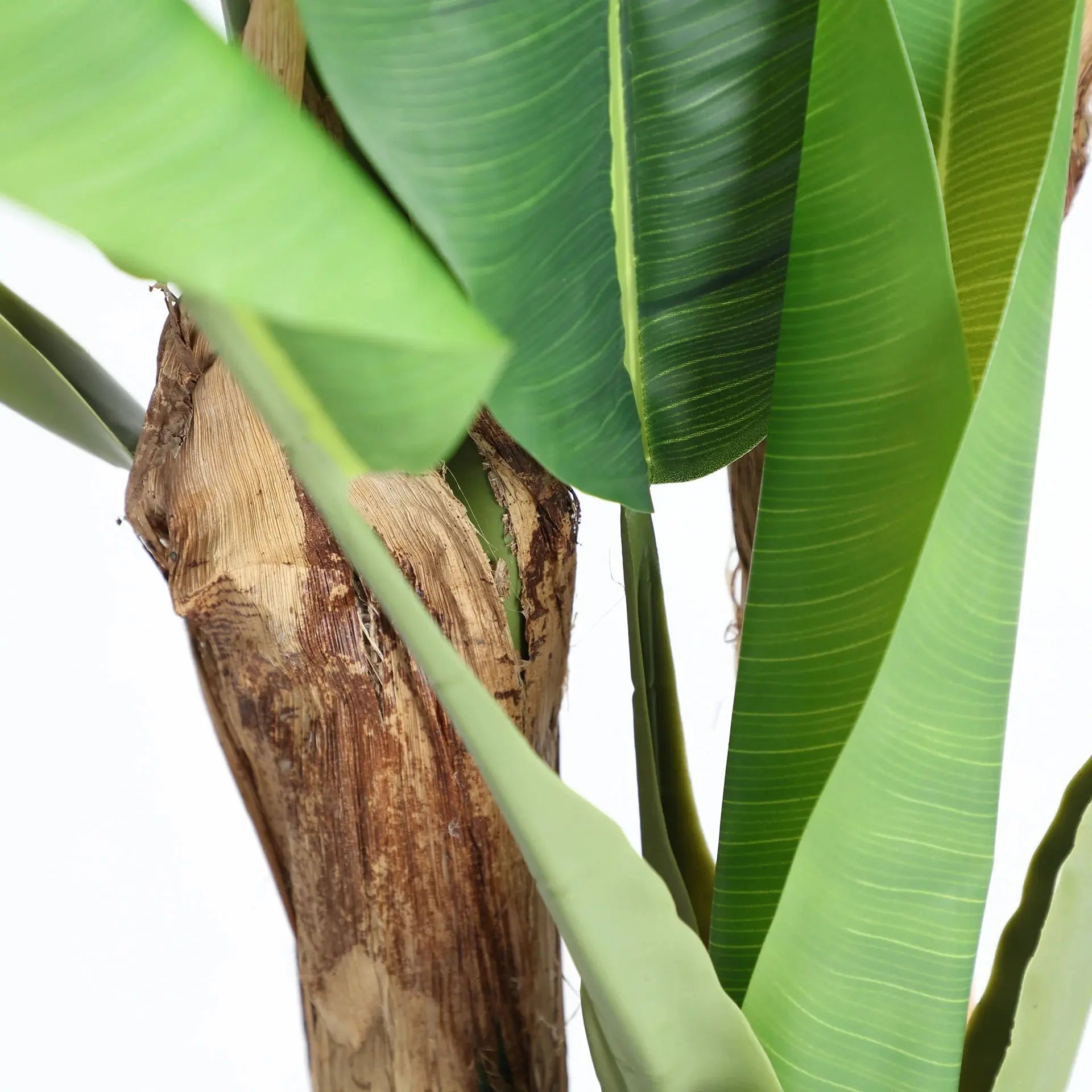 Plante Bananera KODU