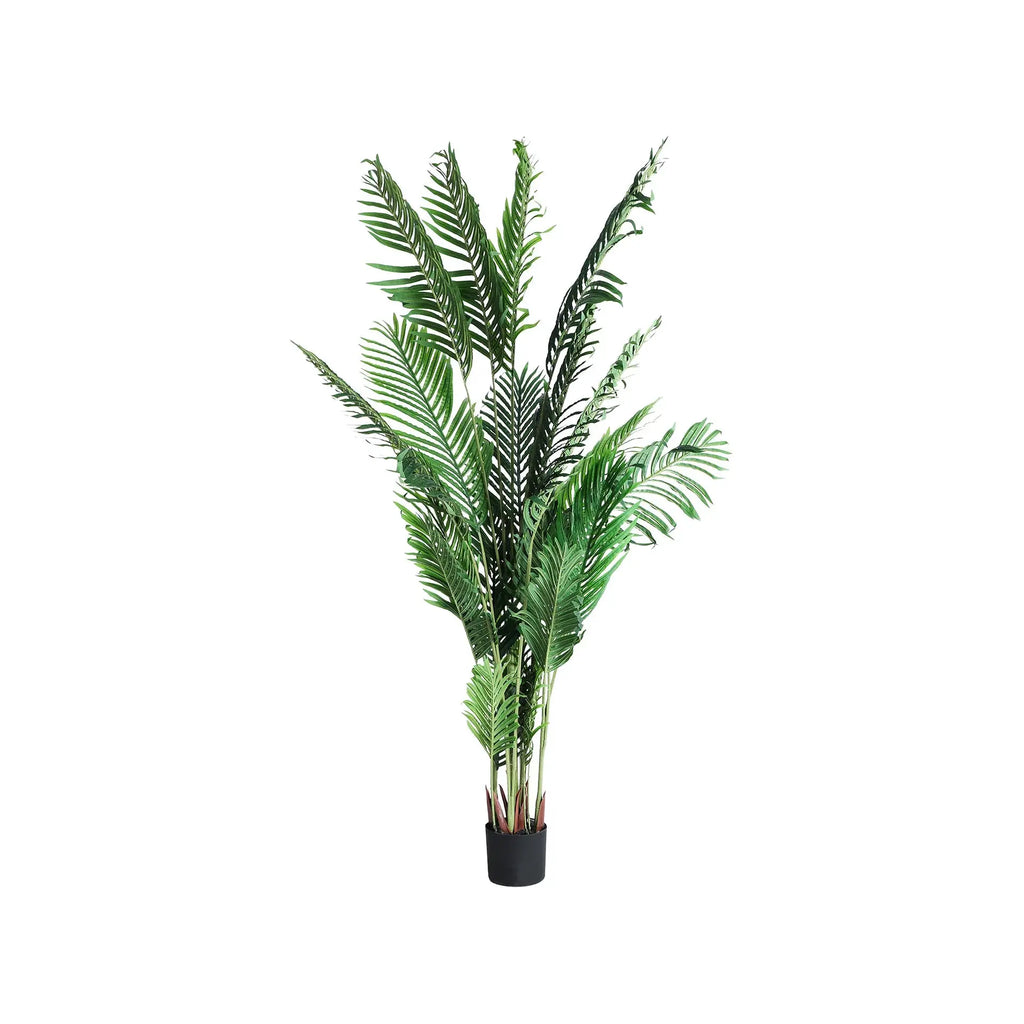 Plante Kentia KODU