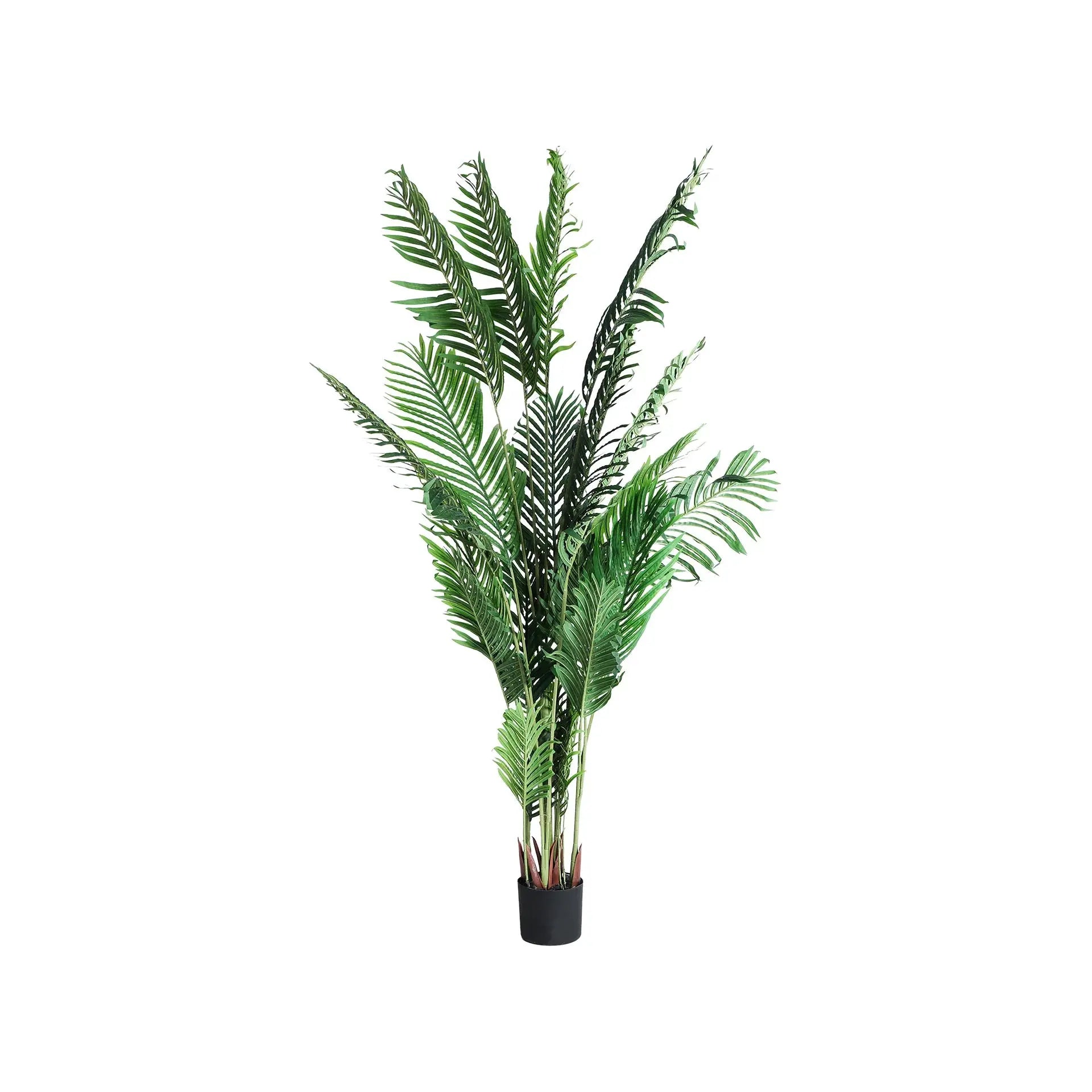 Plante Kentia KODU