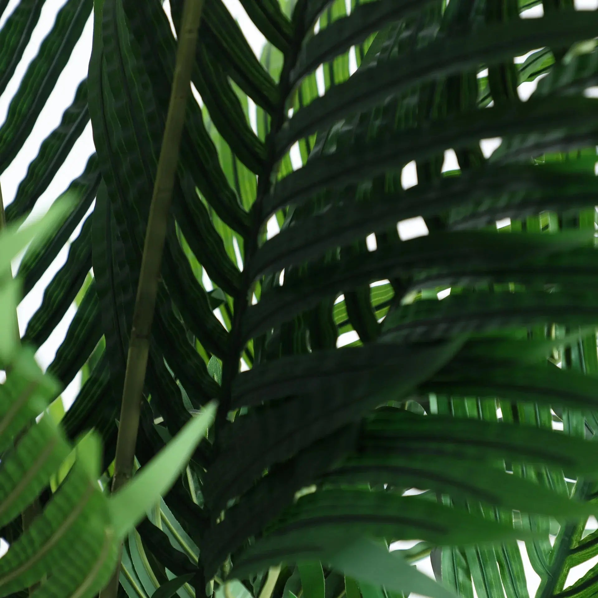 Plante Kentia KODU