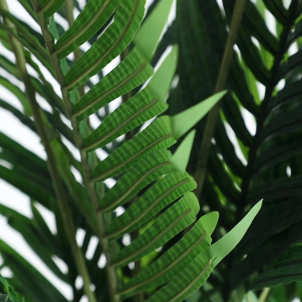 Plante Kentia KODU