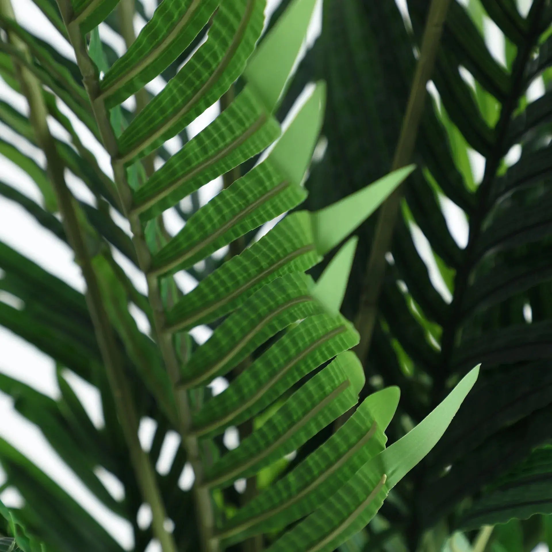 Plante Kentia KODU